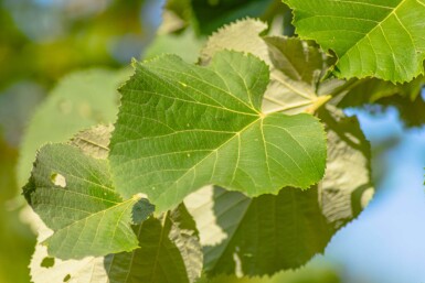 Tilia tomentosa haute-tige 10/12