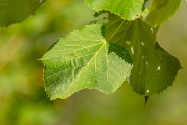 Tilia tomentosa haute-tige 10/12
