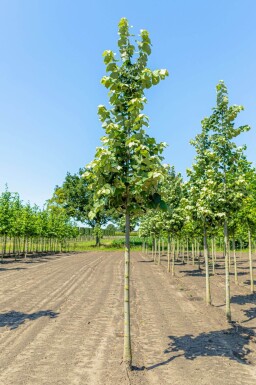 Tilia tomentosa 'Brabant' haute-tige