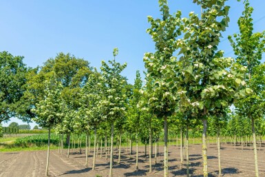 Tilia tomentosa 'Brabant' haute-tige