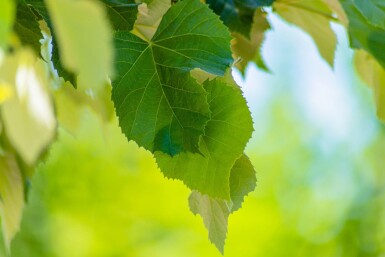 Tilia tomentosa 'Brabant' haute-tige 10/12