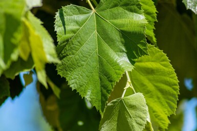 Tilia tomentosa 'Brabant' haute-tige 10/12