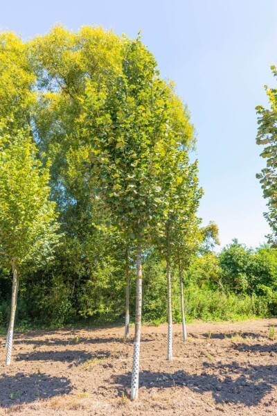 Tilia tomentosa 'Doornik' haute-tige