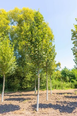 Tilia tomentosa 'Doornik' haute-tige