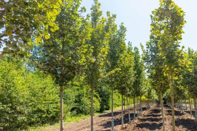 Tilia tomentosa 'Doornik' haute-tige