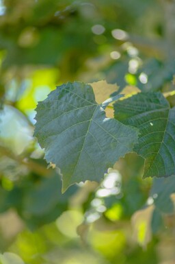 Tilia tomentosa 'Doornik' haute-tige