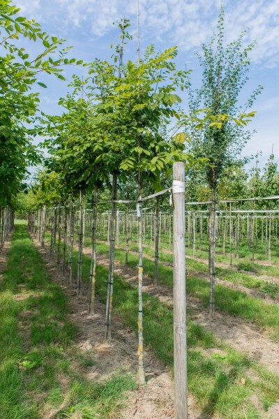 Toona sinensis 'Flamingo' haute-tige