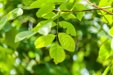 Toona sinensis 'Flamingo' haute-tige