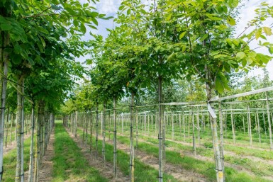 Toona sinensis 'Flamingo' haute-tige