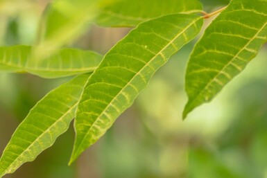 Toona sinensis 'Flamingo' haute-tige