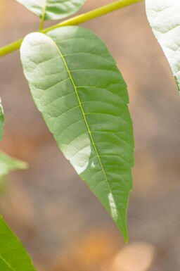 Toona sinensis 'Flamingo' haute-tige