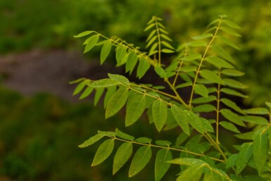 Toona sinensis 'Flamingo' haute-tige
