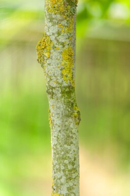 Toona sinensis 'Flamingo' haute-tige