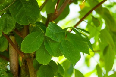 Toona sinensis 'Flamingo' haute-tige