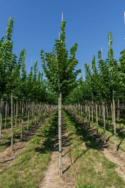 Ulmus glabra haute-tige