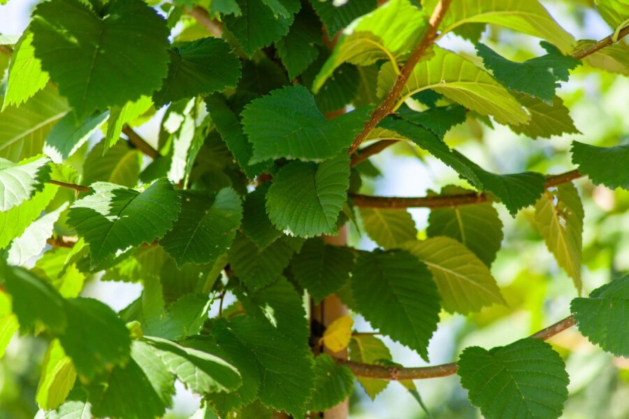 Ulmus glabra haute-tige