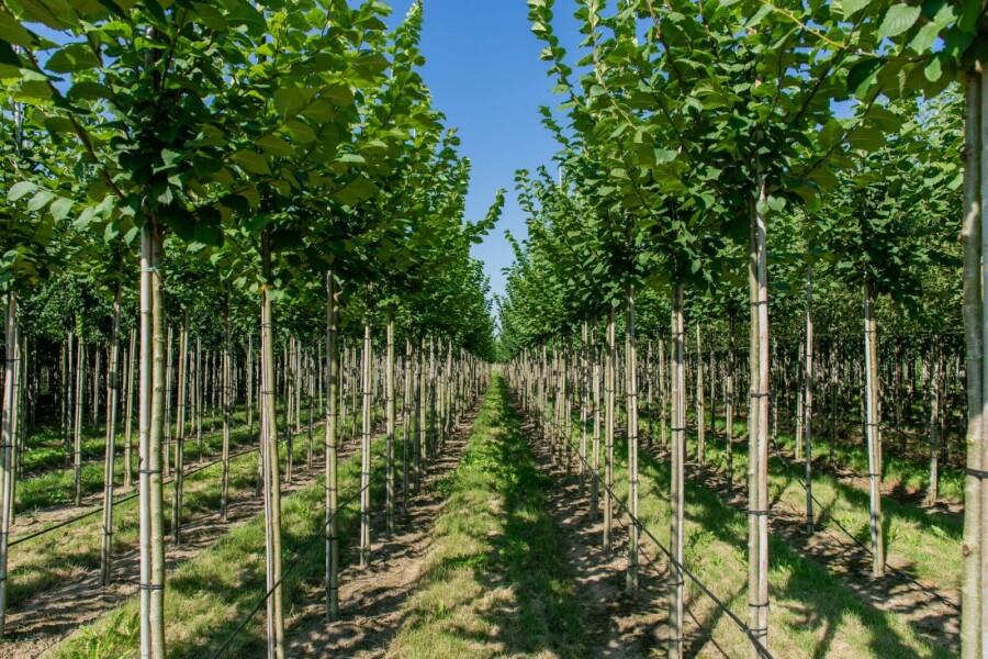 Ulmus glabra haute-tige