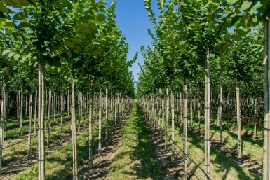 Ulmus glabra haute-tige