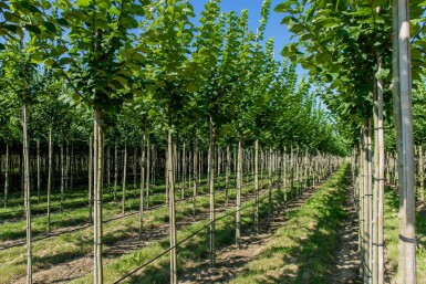 Ulmus glabra haute-tige