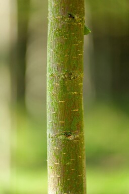 Ulmus glabra haute-tige