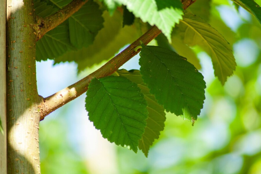 Ulmus glabra cépée
