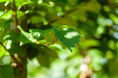 Ulmus glabra cépée