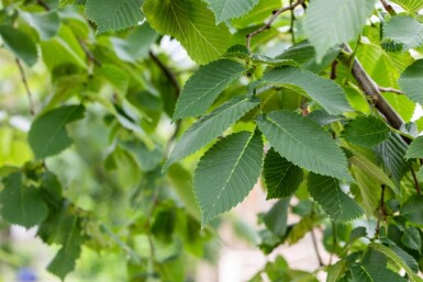 Ulmus glabra 'Camperdownii' haute-tige 16/18