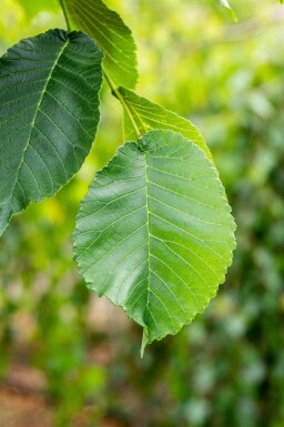 Ulmus glabra 'Camperdownii' haute-tige 16/18