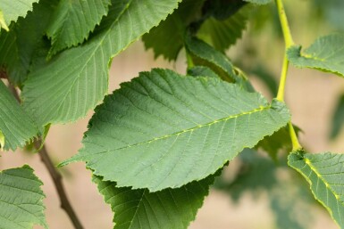 Ulmus glabra 'Camperdownii' haute-tige 16/18