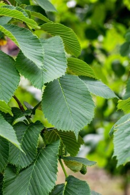 Ulmus glabra 'Camperdownii' port pleureur