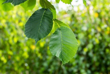 Ulmus glabra 'Camperdownii' port pleureur