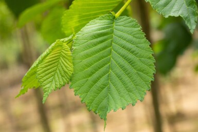 Ulmus glabra 'Camperdownii' port pleureur 16/18