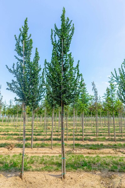 Ulmus 'Columella' haute-tige 18/20