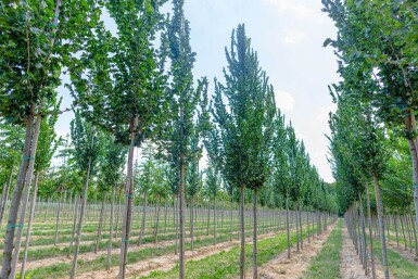 Ulmus 'Columella' haute-tige 18/20
