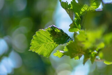 Ulmus 'Columella' haute-tige 18/20