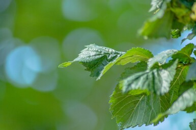 Ulmus 'Columella' haute-tige 18/20