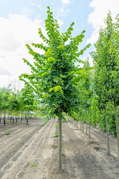 Ulmus laevis haute-tige 10/12