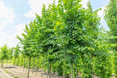 Ulmus laevis haute-tige