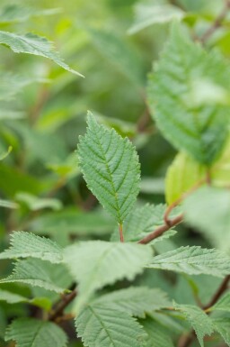Ulmus laevis haute-tige 10/12