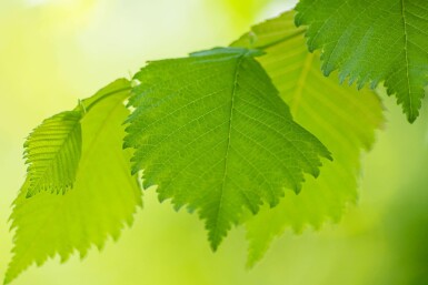 Ulmus laevis haute-tige 10/12