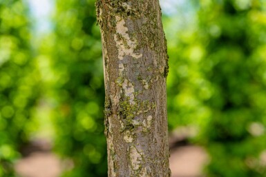 Ulmus laevis haute-tige 10/12