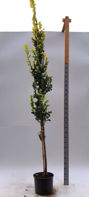 Ulmus x hollandica 'Wredei' haute-tige 14/16