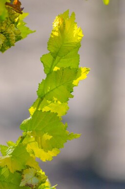Ulmus x hollandica 'Wredei' haute-tige 14/16