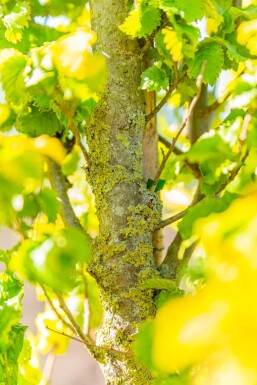 Ulmus x hollandica 'Wredei' haute-tige 14/16
