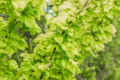 Ulmus x hollandica 'Wredei' haute-tige 14/16