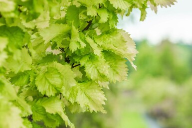 Ulmus x hollandica 'Wredei' haute-tige 14/16