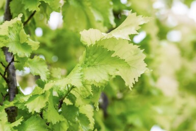 Ulmus x hollandica 'Wredei' haute-tige 14/16