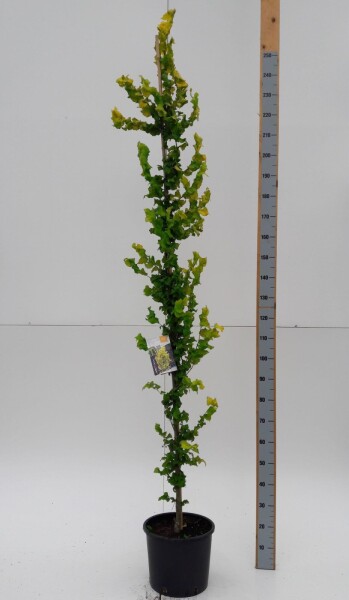 Ulmus x hollandica 'Wredei' baliveau