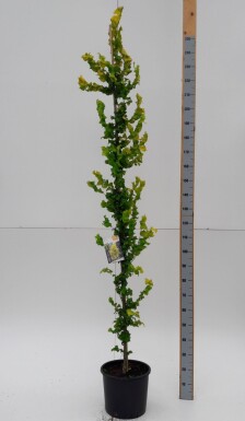 Ulmus x hollandica 'Wredei' baliveau