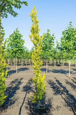Ulmus x hollandica 'Wredei' baliveau